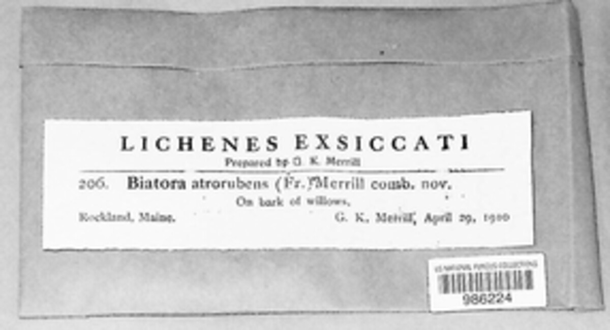 Biatora atrorubens image